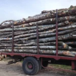 Bois de Chauffage Acacia – Camion de 60 Stères – Prêt à l’Emploi